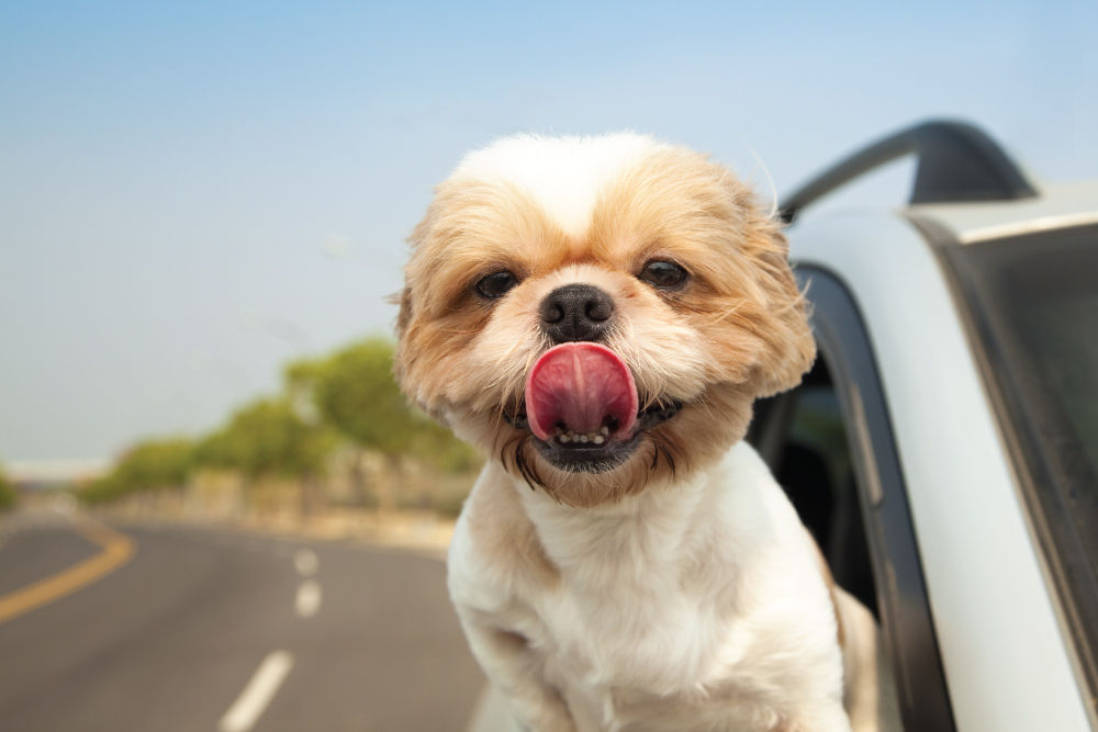 Dog with their head out car window