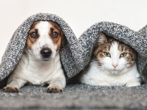 dog-cat-blanket - 1
