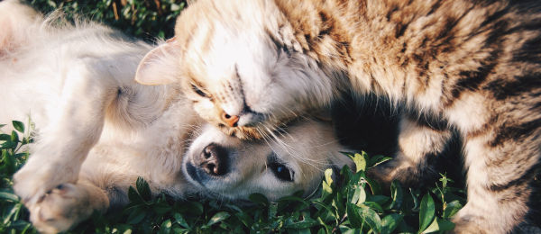 Dog and cat in the grass