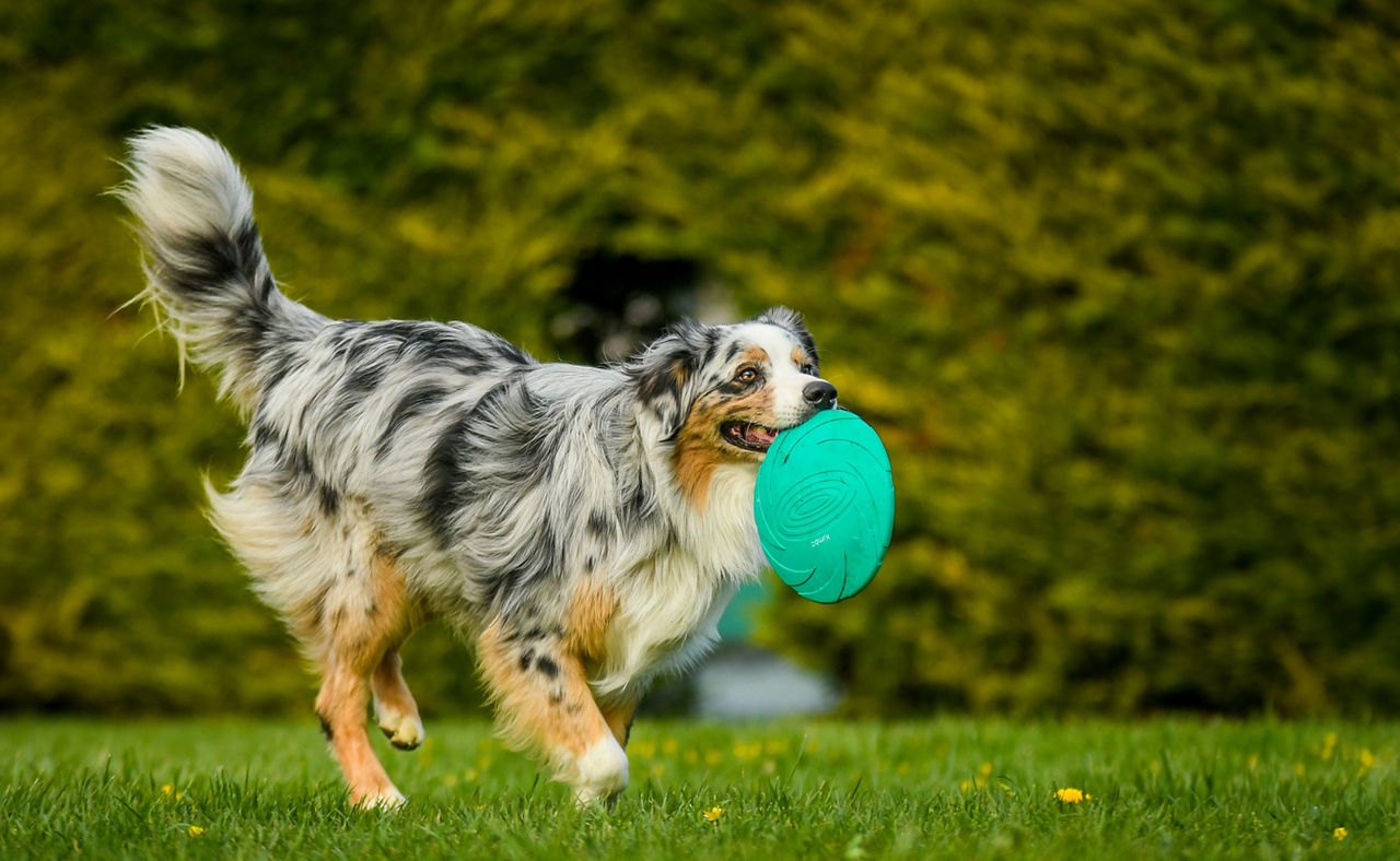 australian shepherd dog playing in a park