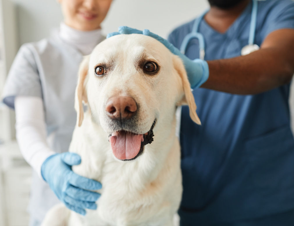 Dog being examined by Veterinarian and nurse