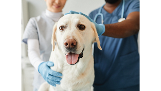 Dog being examined by Veterinarian and nurse