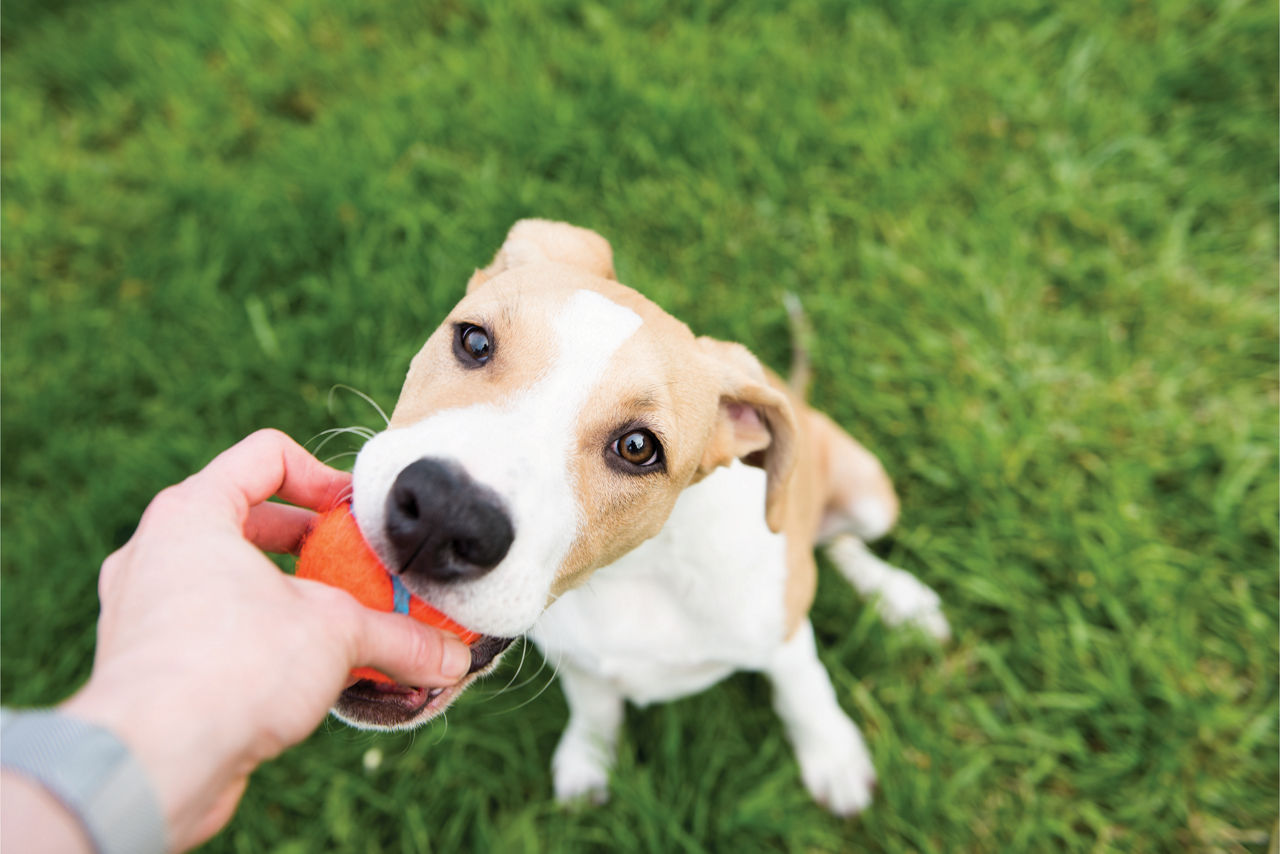 Dog chewing on orange ball