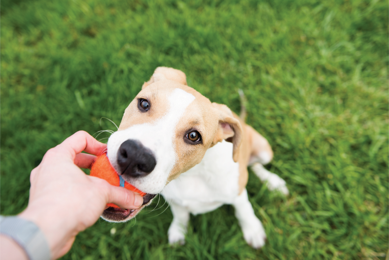 Dog chewing on orange ball.