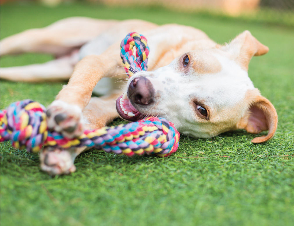 dog chewing toy grass