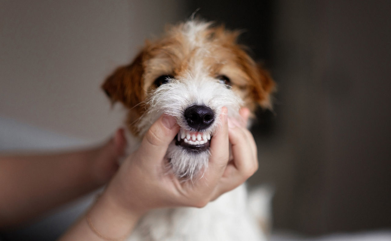 doctor examines a dog's teeth, dog tartar, clean beautiful teeth