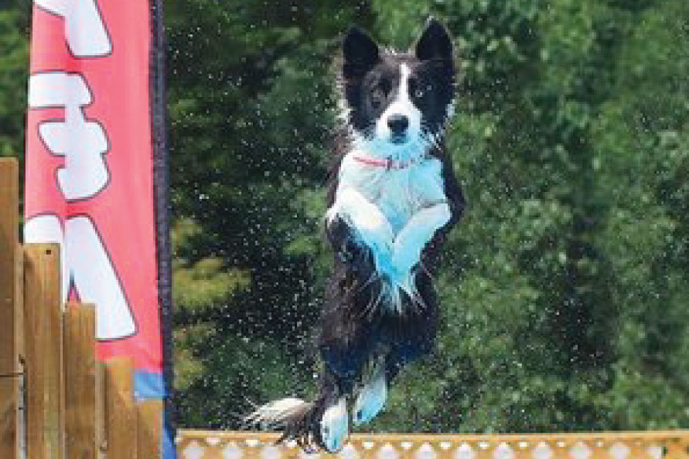 Dog jumping off of dock