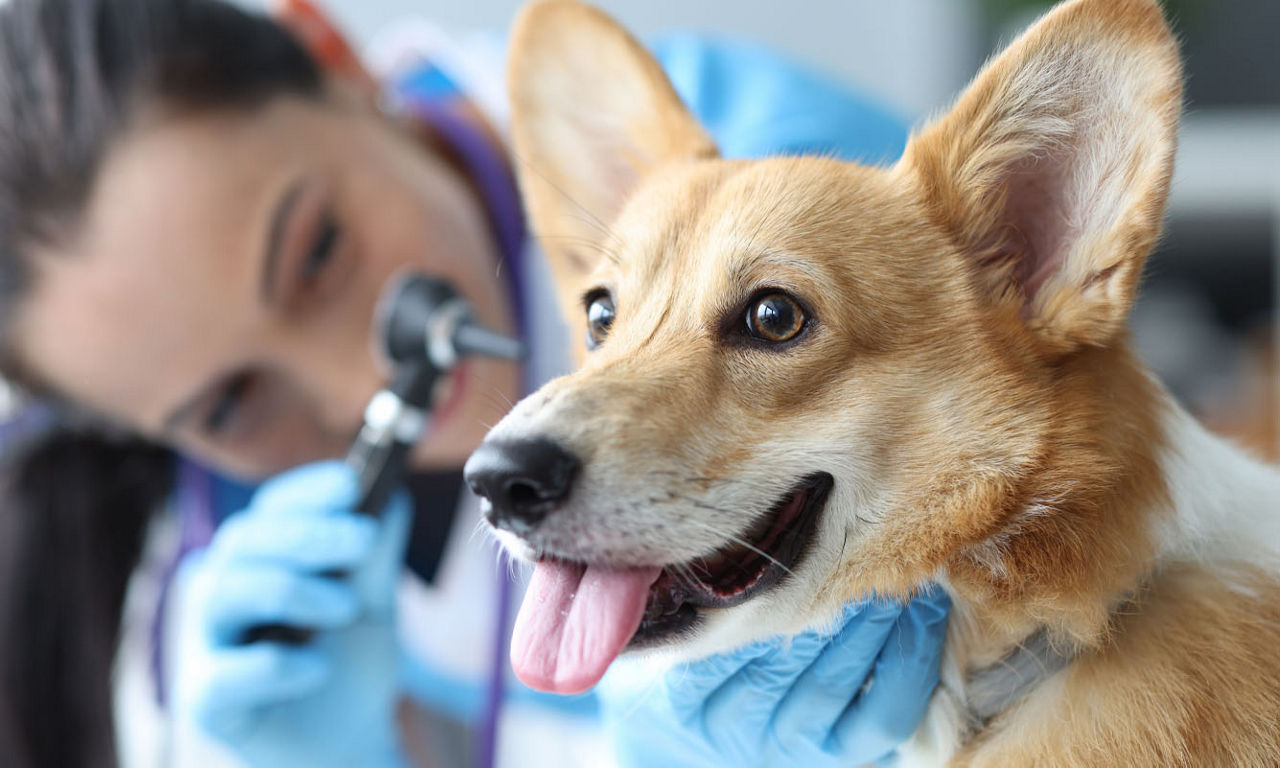 vet checking the dog