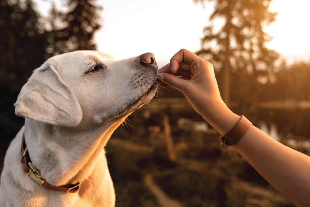 Dog being fed a treat.