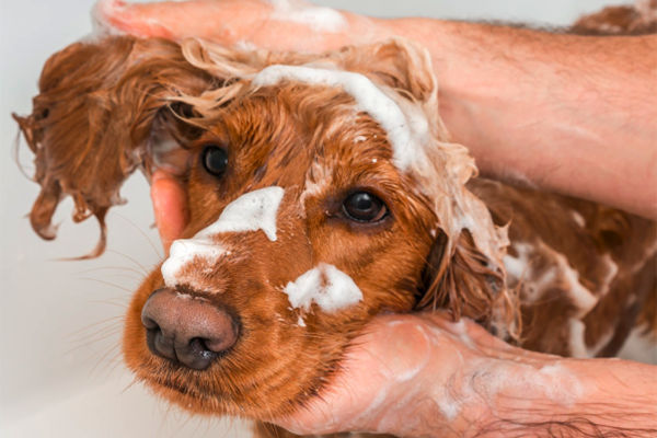 Dog Grooming  Pawprints of Vero Beach