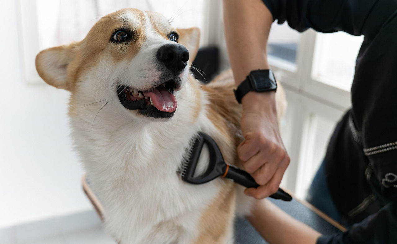 Corgi doggets hair cut at home Pet Spa Grooming Salon. Closeup of Dog. The dog is trimmed and brushed, groomer concept