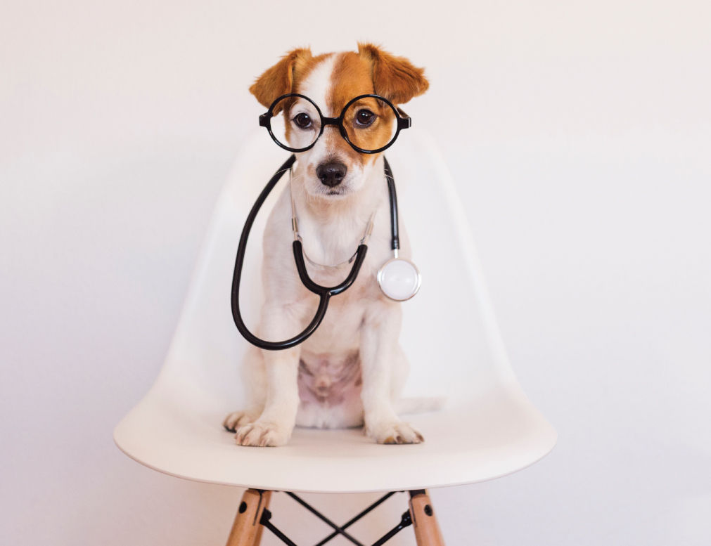 Dog wearing glasses and stethoscope while sitting on chair.