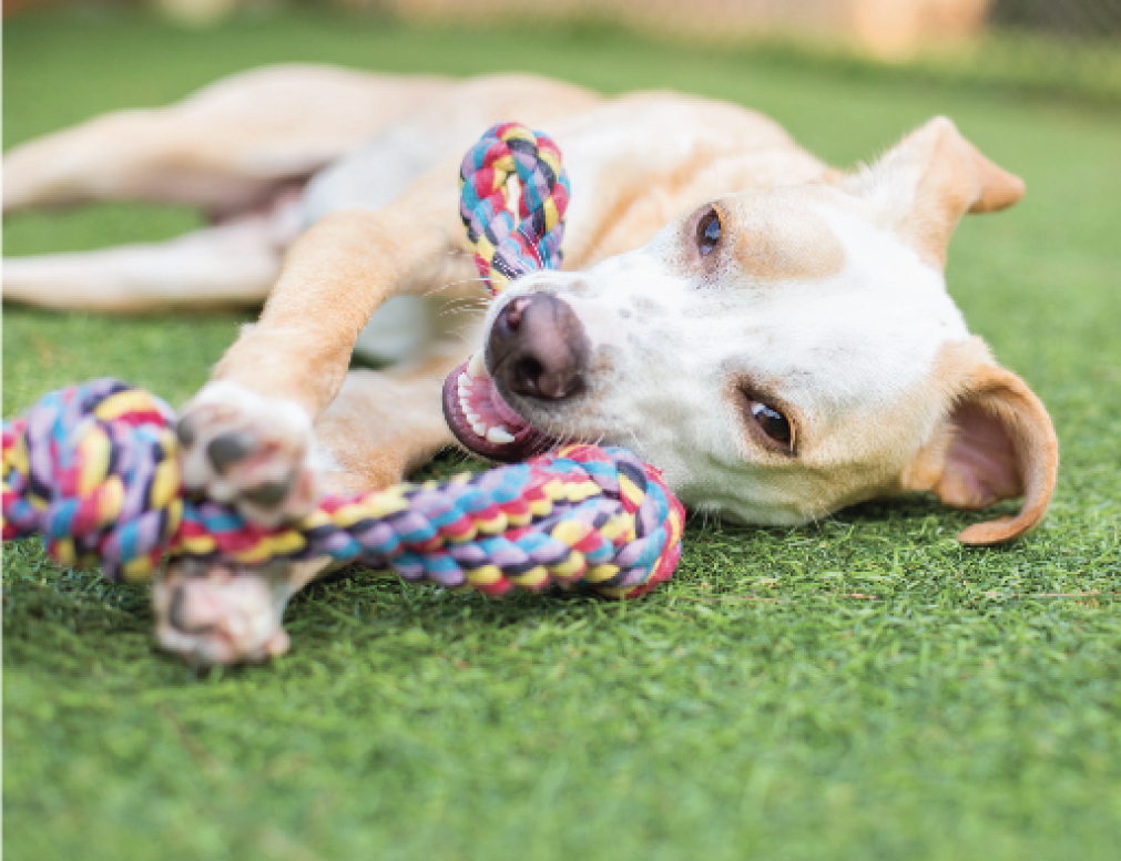 dog-grass-chew-toy