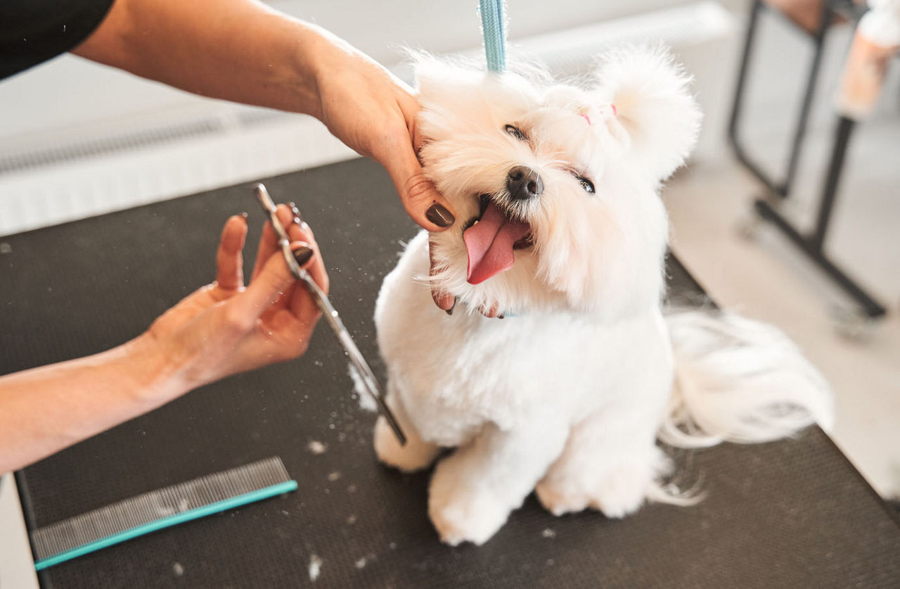 a white dog being groomed with scissors