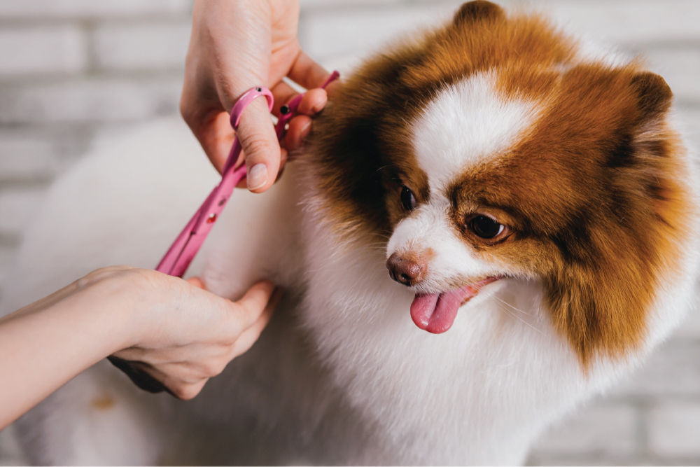 Brown and white dog getting groomed.