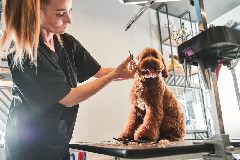 Woman giving a haircut to a brown dog.