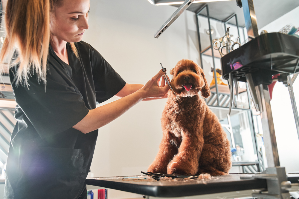 Dog groomed by woman