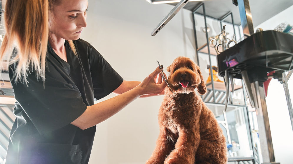 Woman giving a haircut to a brown dog.