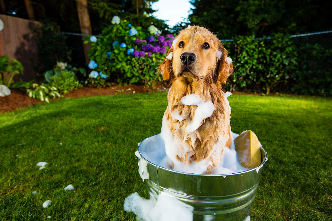 Dog bathing