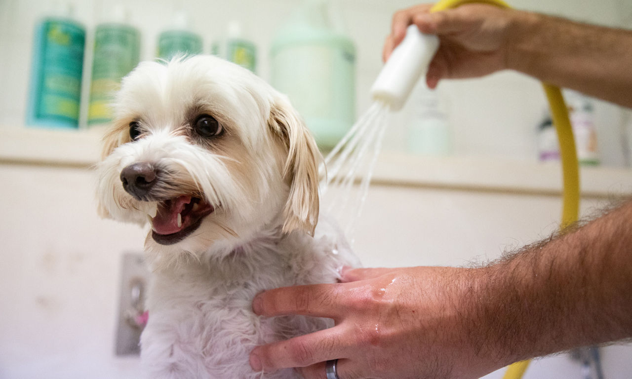 Dog bathing