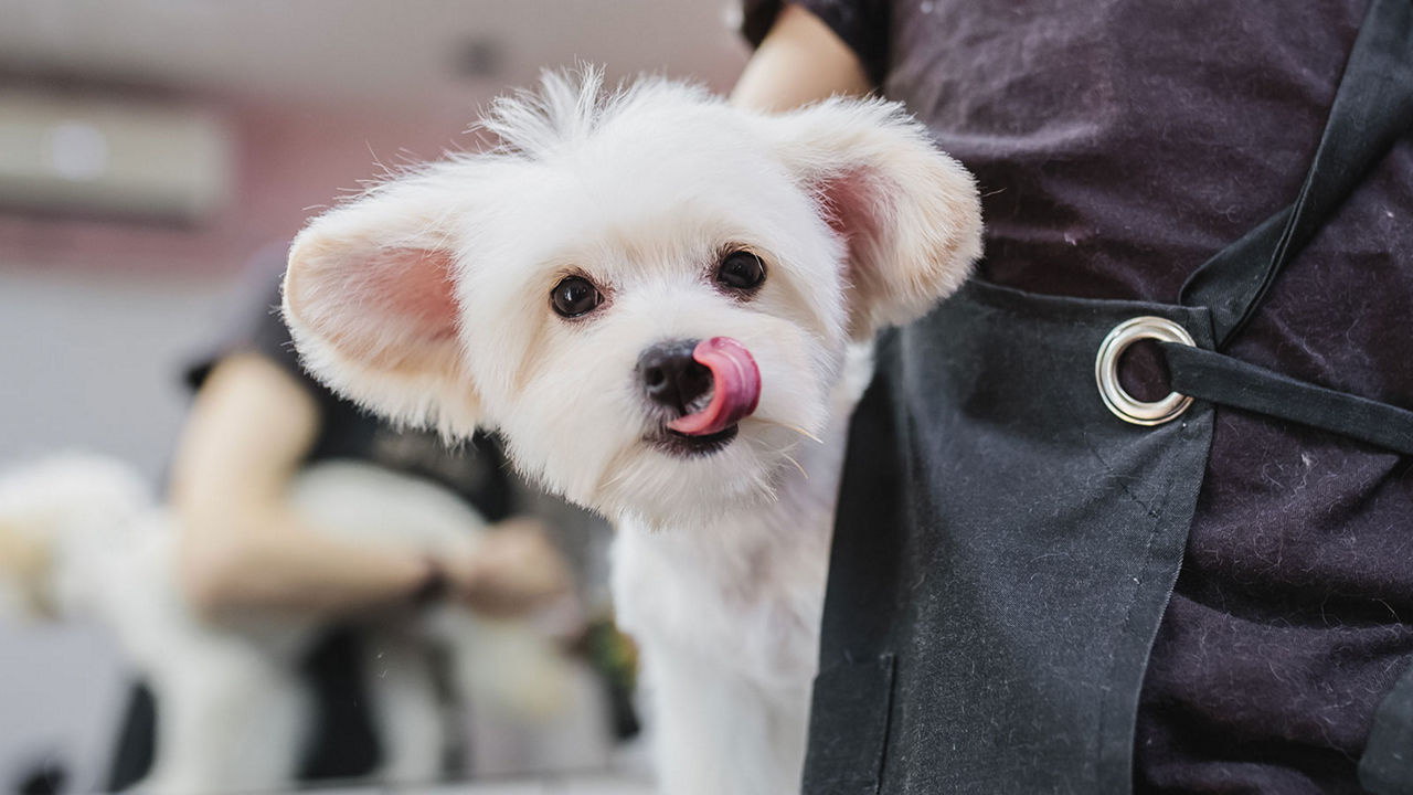 dog-grooming-scissors