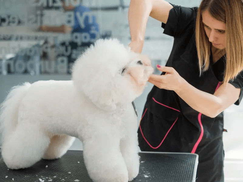 groomer is taking care of dog