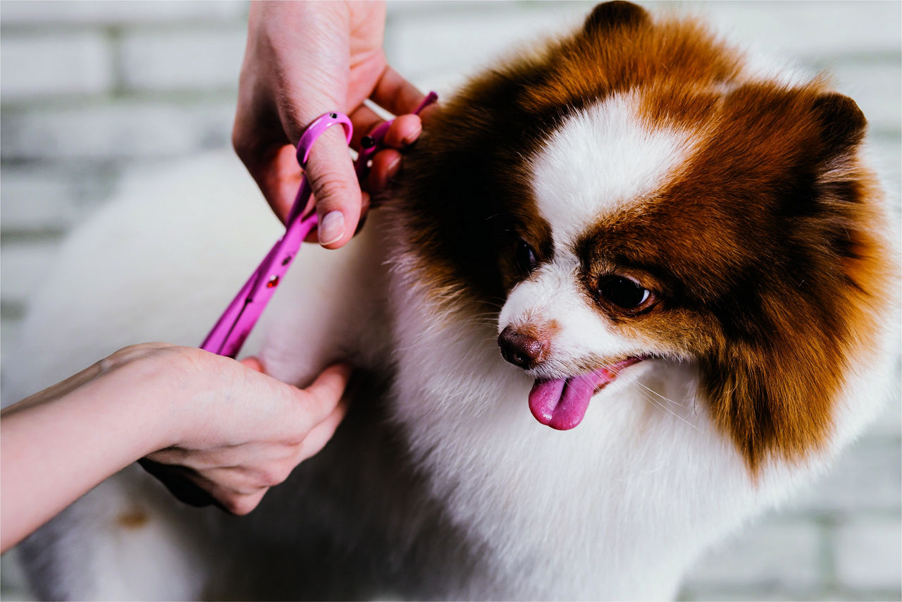 dog-grooming