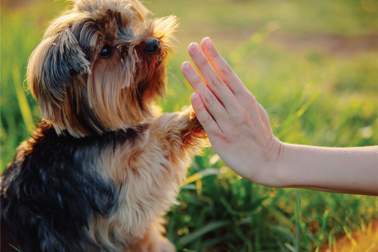 Dog human handshake