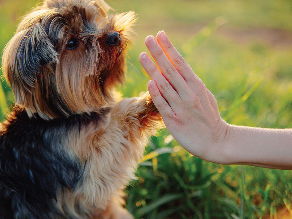 Dog and human hand paw
