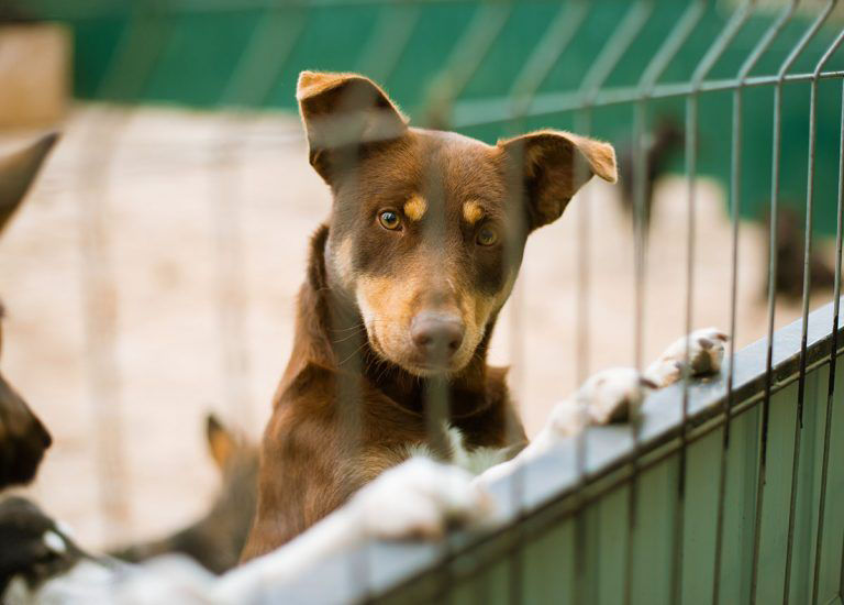 Pet Boarding in Maricopa Exceptional Pets near Phoenix