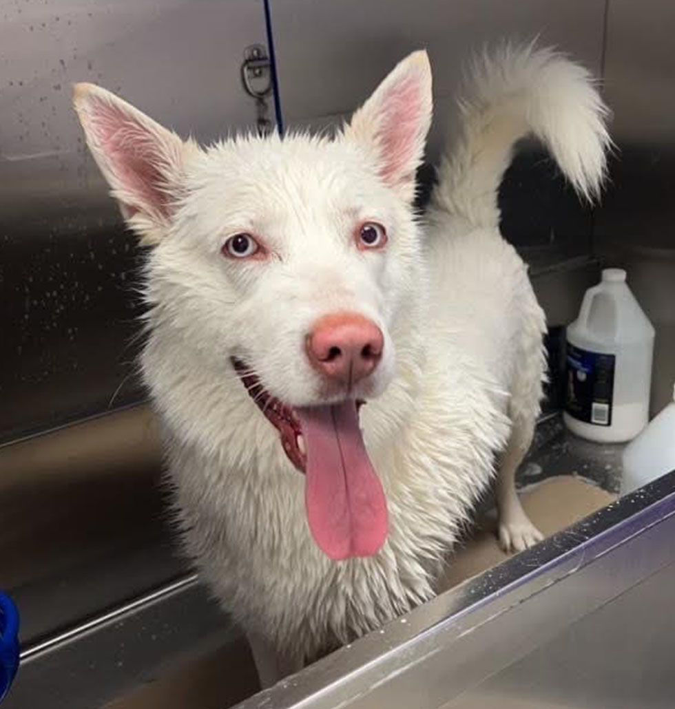 pitbull taking a bubble bath at club canine