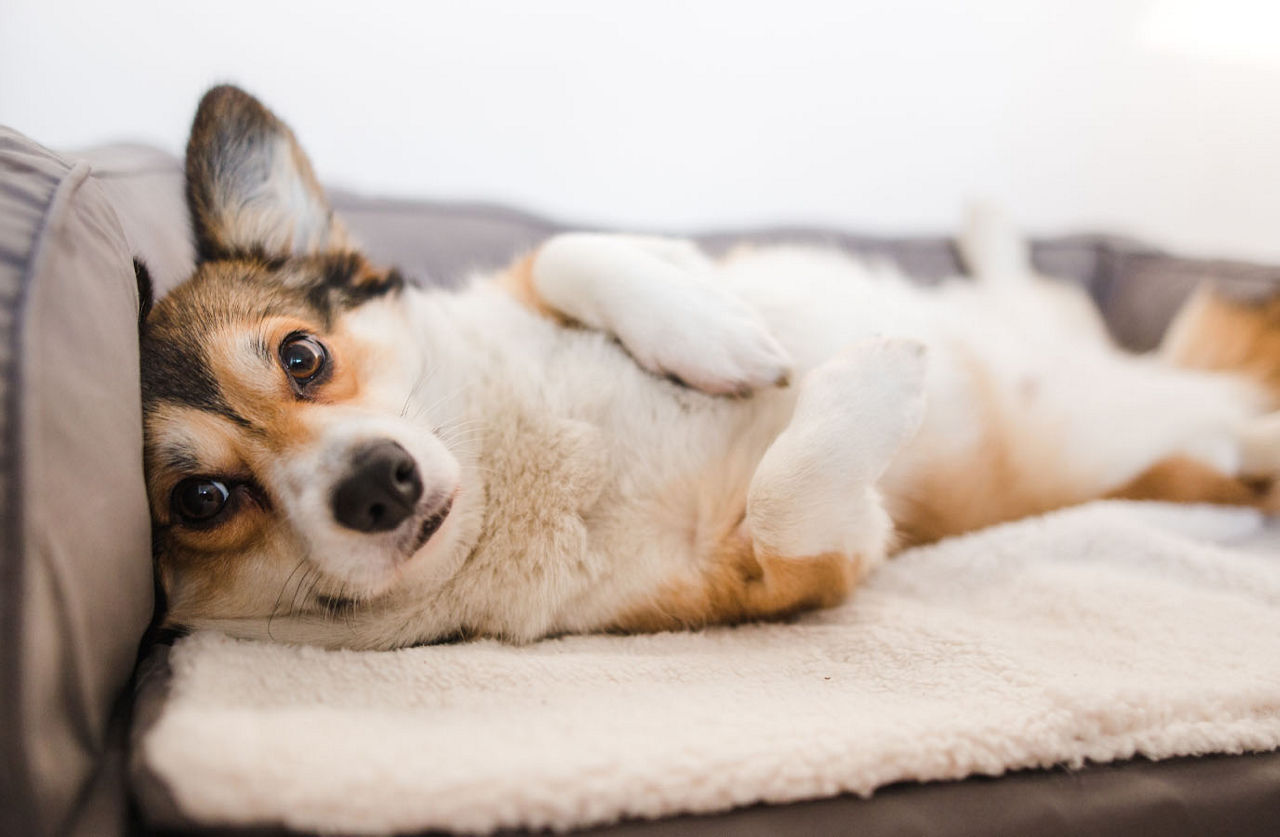 dog sleeping on bed