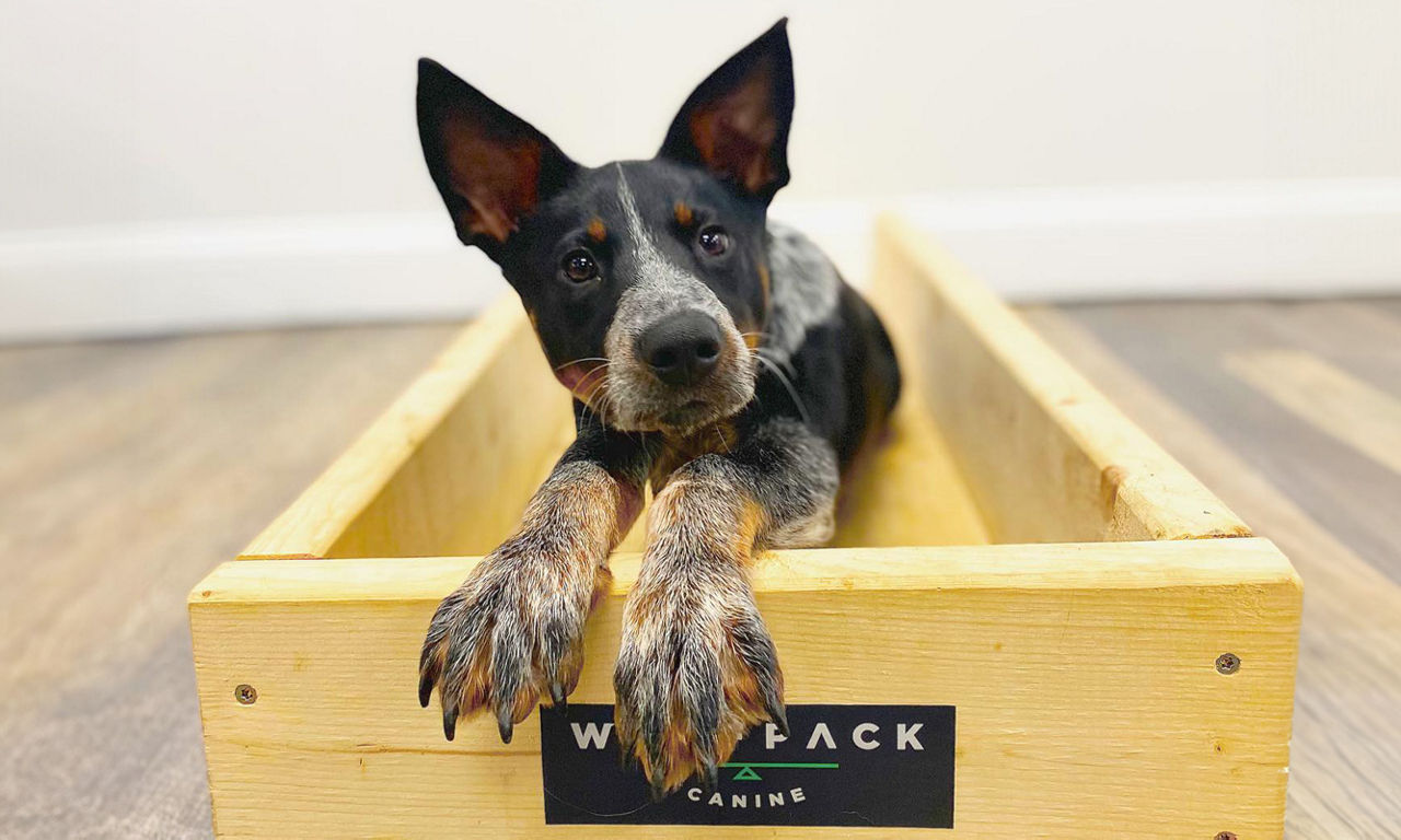 Dog Laying in Box
