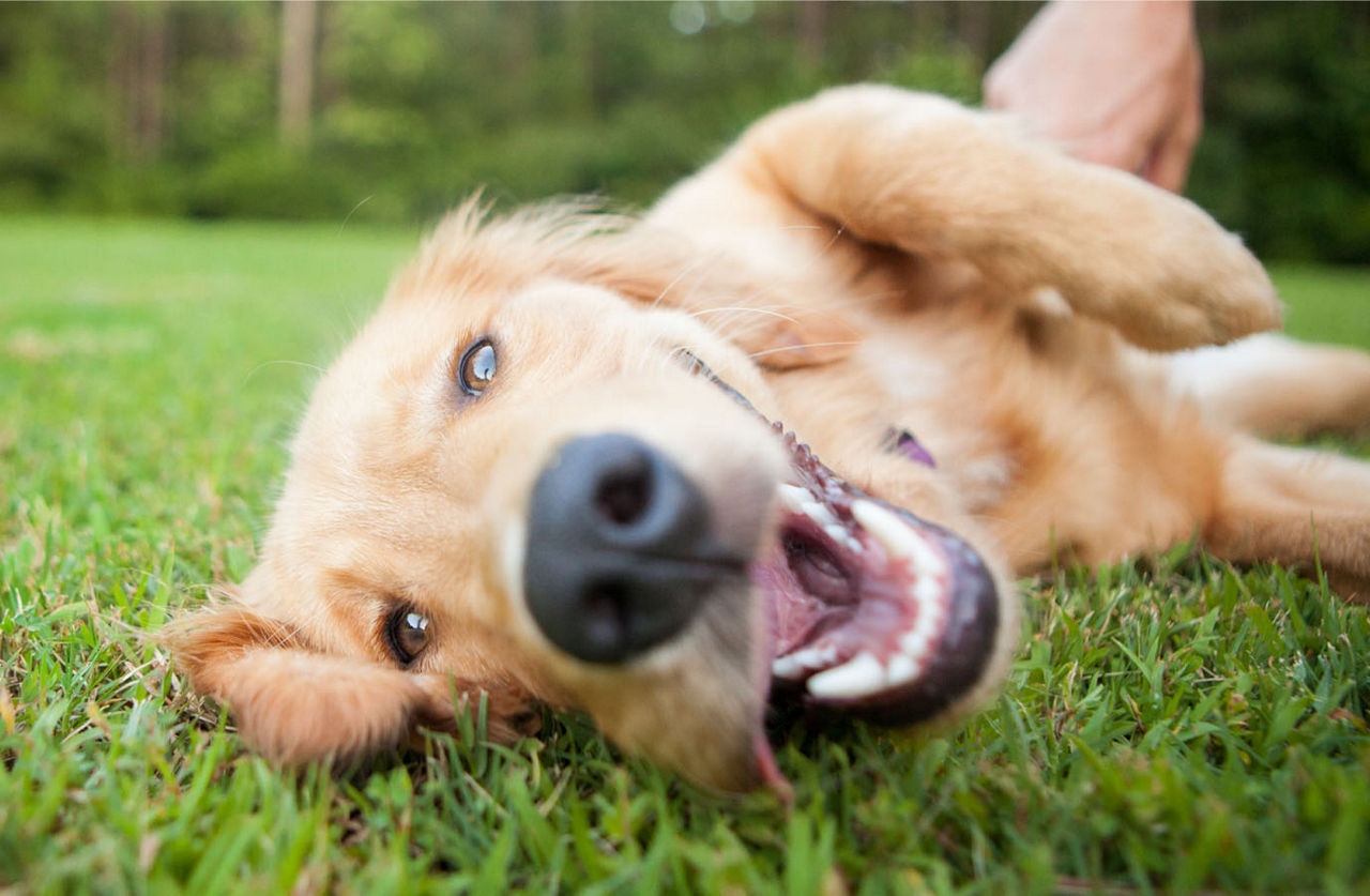 Happy dog in grass