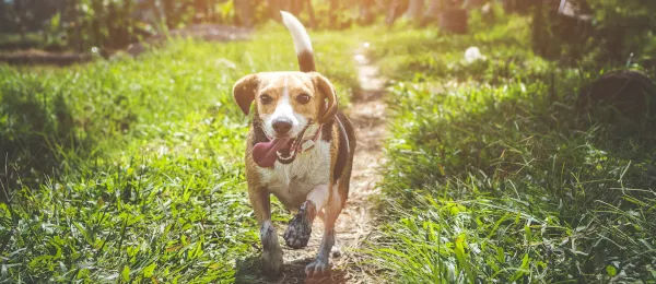 Dog in park