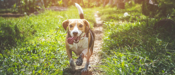 Happy dog in the park