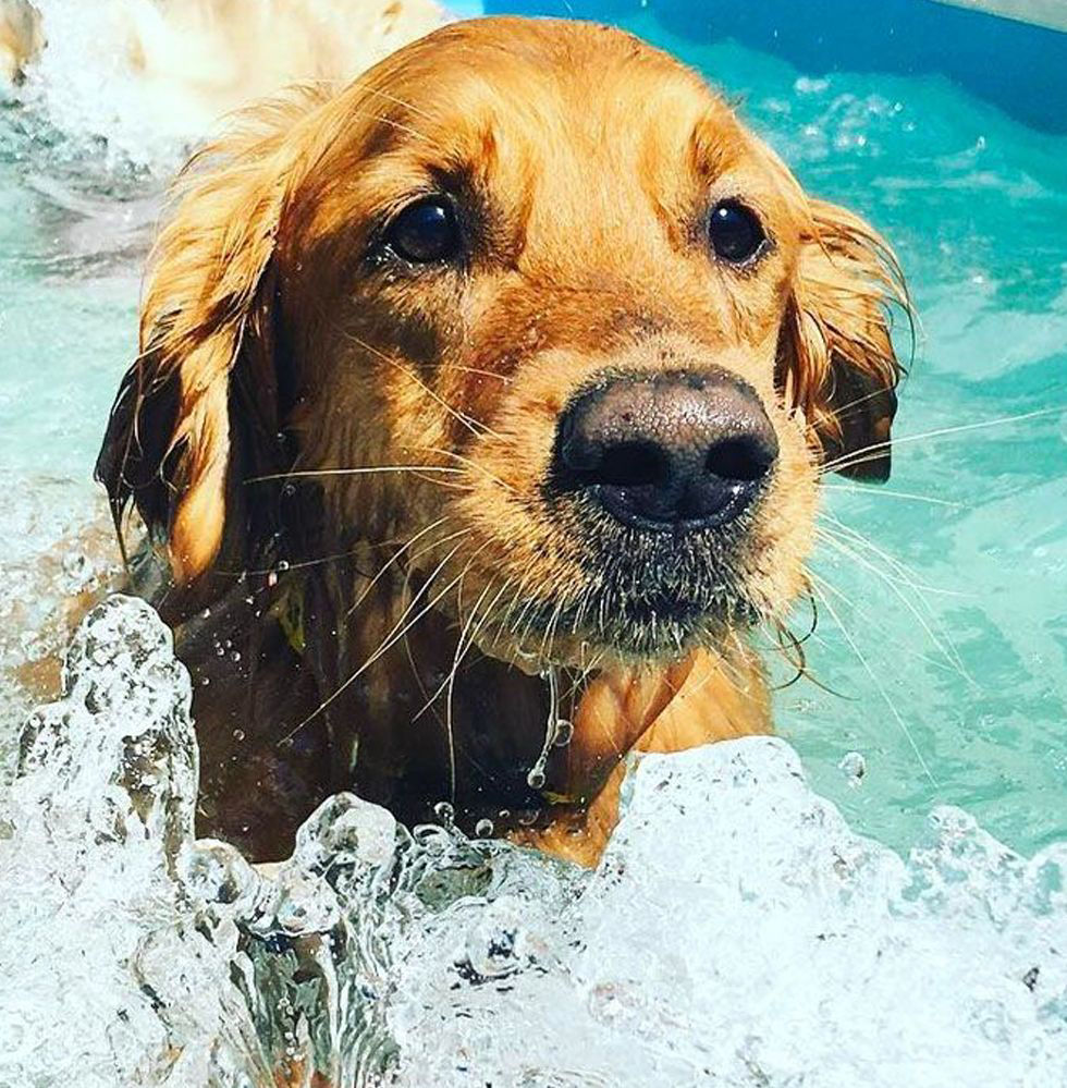 Dog in the pool