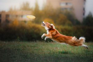 dog jumping for frisbee
