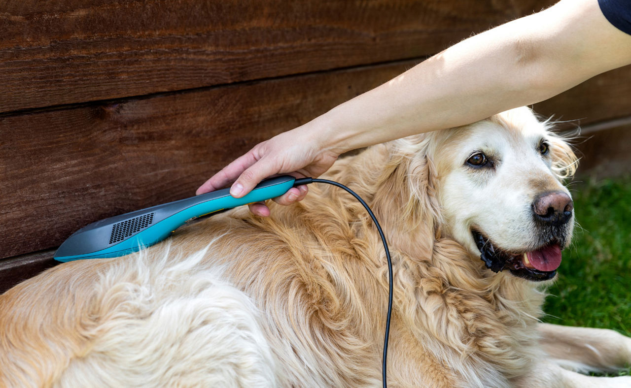 Laser therapy treatment in the dog