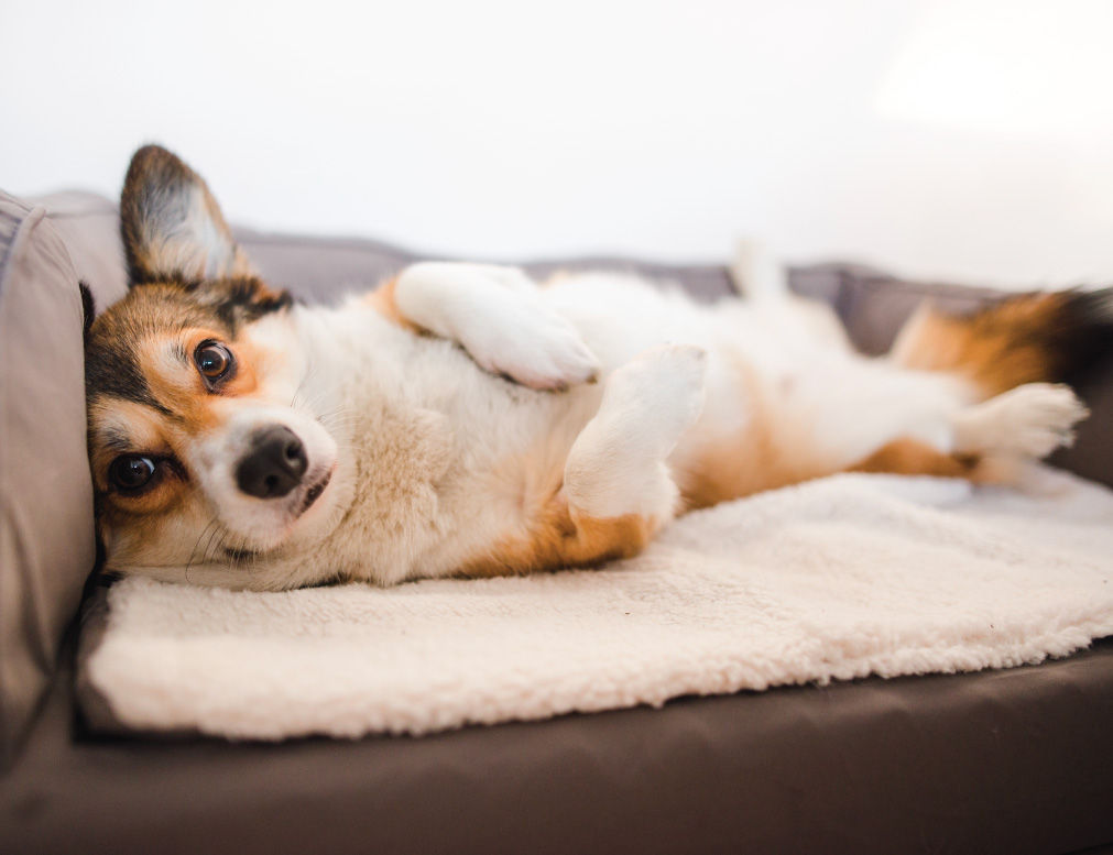 dog laying bed