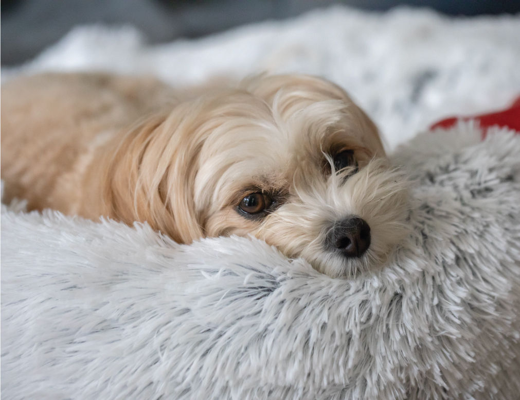 Dog Laying On Bed