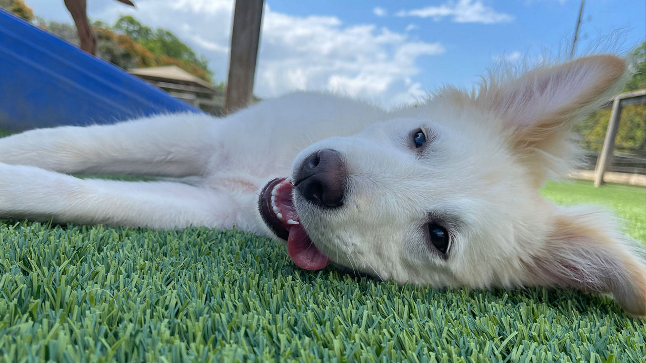 dog-laying-outside-panting-happy
