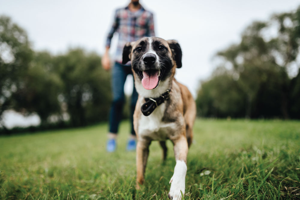 Dog walking ahead of human.