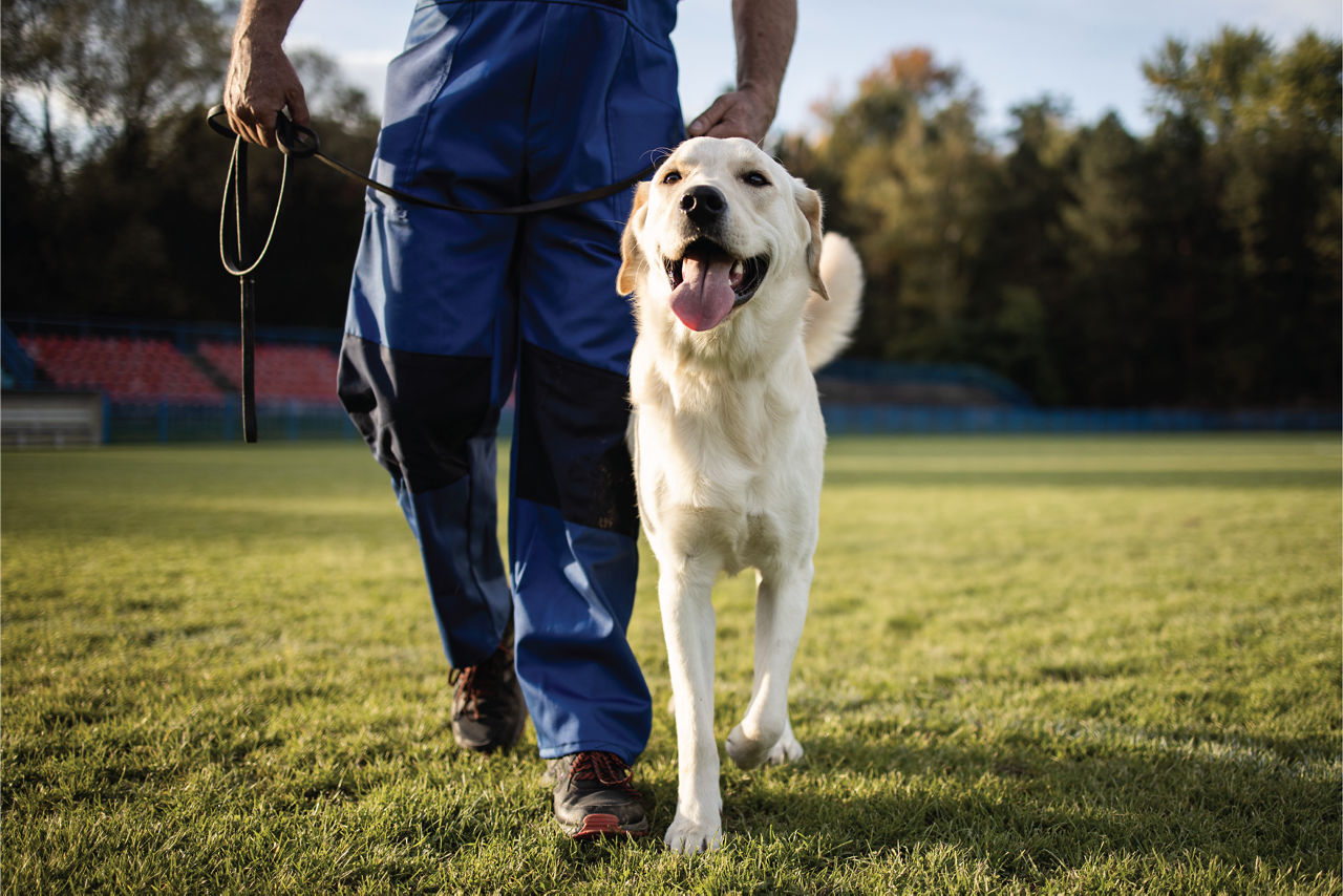 Training dog