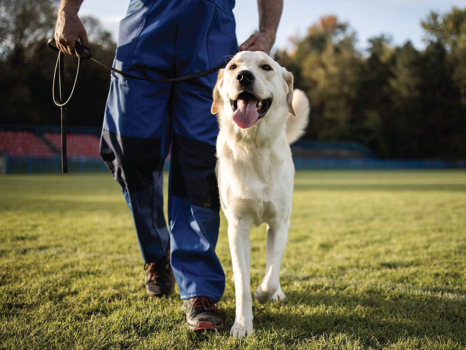 dog leash with trainer