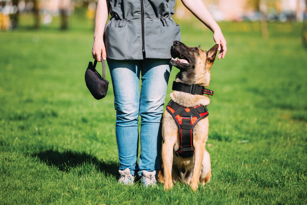 dog-looking-trainer