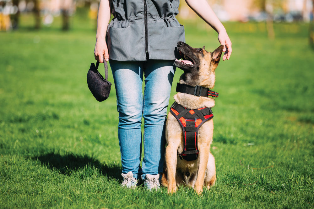 German Shepherd looking at trainer.