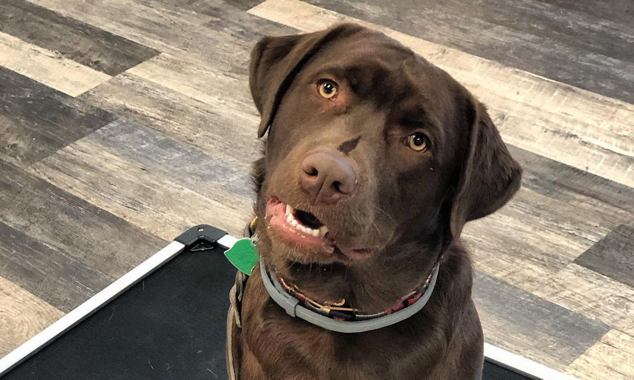 Dog looking into camera
