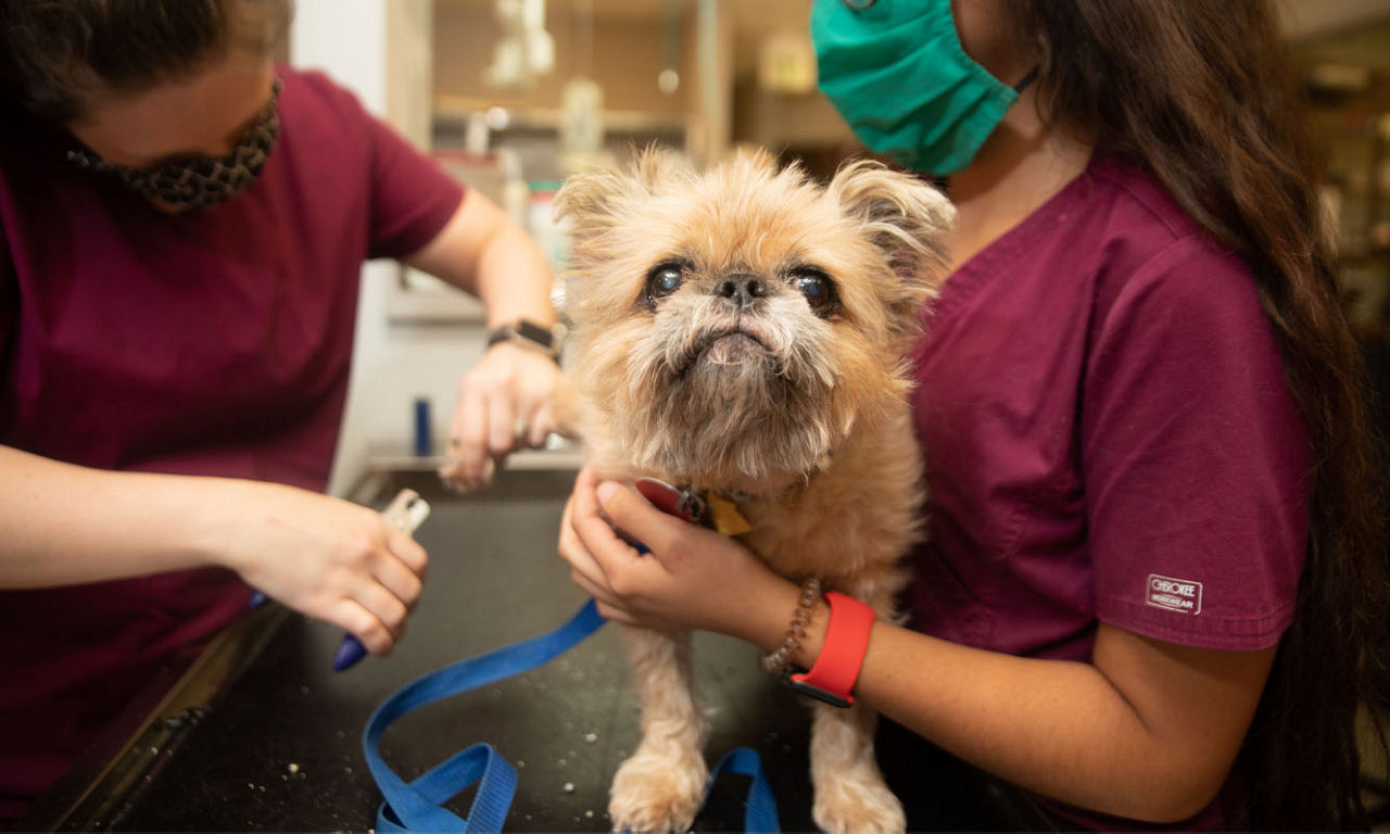 dog is being cared by staff