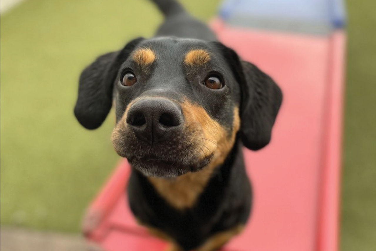 Dog nose up close